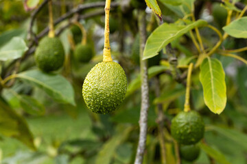 Green ripe avocado fruits hanging on avocado tree plantation - Persea americana