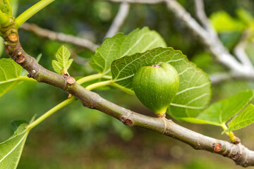 fig branch with green fruits - Ficus carica