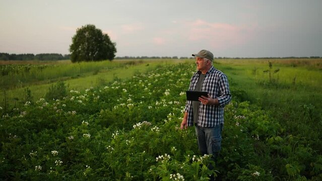 Senior Farmer With Tablet In Agricultural Land In Summer, Old Man Using Modern Electronic Gadget
