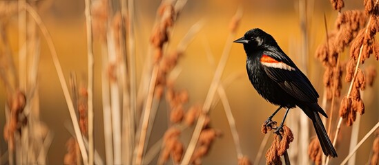 Blackbird at Ridgefield Reserve with red wings