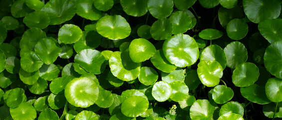 Gotu kola or centella asiatica. Green leaves of herb plant in the garden