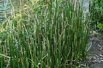 Equisetum hyemale in Japanese style garden. Equisetaceae evergreen pteridophytes. It grows in wetlands and has underground rhizomes that grow horizontally.