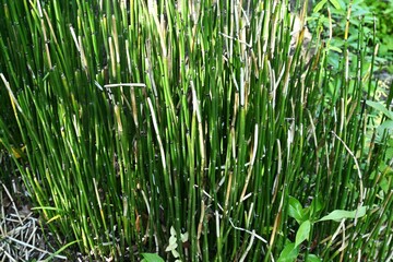 Equisetum hyemale in Japanese style garden. Equisetaceae evergreen pteridophytes. It grows in wetlands and has underground rhizomes that grow horizontally.