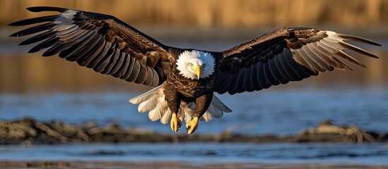 Bald eagle in flight searching for food