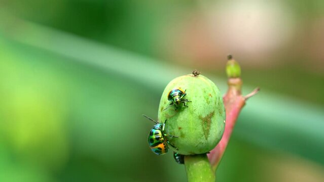 Colorfull Lychee Shield Bugs (or Jewel Bug) sucking sap on a Buddha belly plant seed