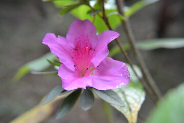 Flor Rosa