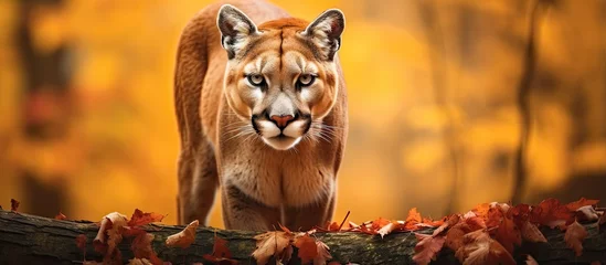 Fototapeten American cougar posing in autumn woods capturing the beauty of wildlife in America © 2rogan