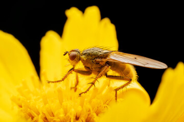 Tachinid Sucking nectar on yellow flowers