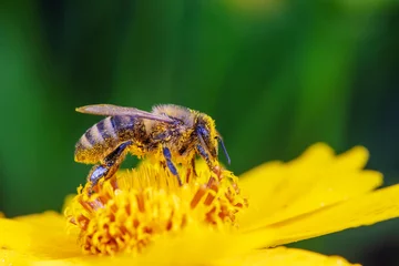 Fotobehang Bees collect nectar from chrysanthemum flowers © zhang yongxin