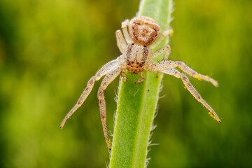 Crab spiders inhabit the leaves of wild plants and wait for prey