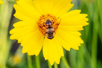 Aphids feed on nectar on yellow flowers