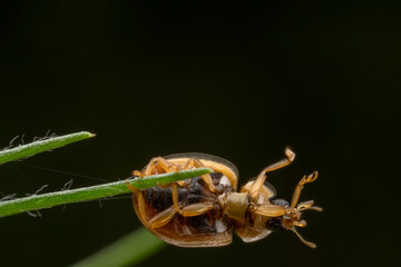 Propylaea japonica inhabit the leaves of wild plants