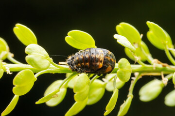 Ladybug pupae on wild plant leaves