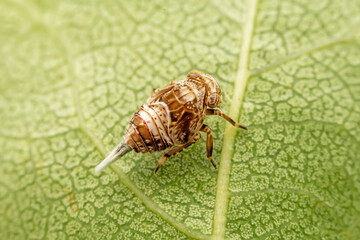 The ladybug cicada inhabits the leaves of wild plants