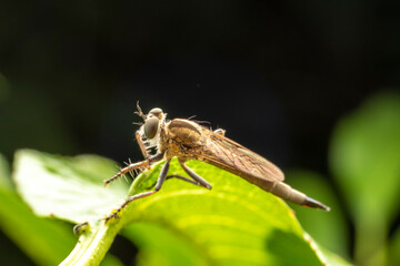 robber flies inhabiting on the leaves of wild plants