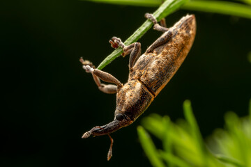 Lixus ochraceus Boheman inhabit the leaves of wild plants