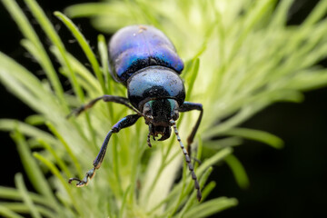 leaf beetle inhabiting on the leaves of wild plants