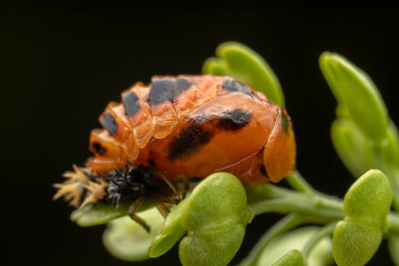 Ladybug pupae on wild plant leaves