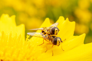 syrphid mating on yellow flowers