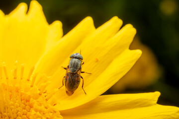 Flies feed on nectar on yellow flowers