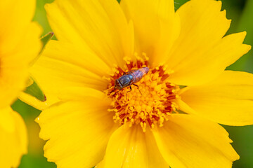 Flies feed on nectar on yellow flowers