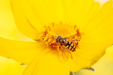 syrphid Sucking nectar on flowers