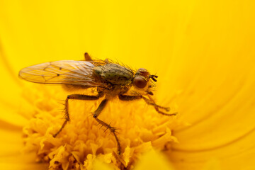 Tachinid Sucking nectar on yellow flowers