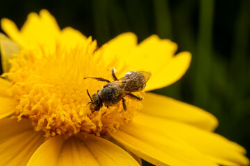 Bee insects inhabit wild plants