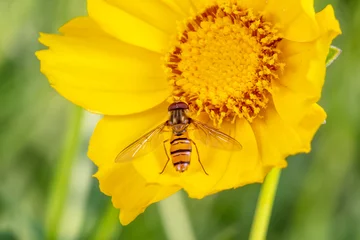 Fotobehang Aphids feed on nectar on yellow flowers © zhang yongxin