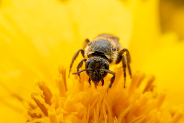 Bees collect nectar from chrysanthemum flowers