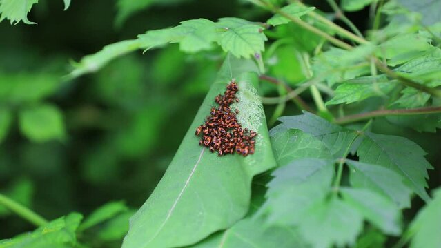 The stinkbug family insects inhabit wild plants