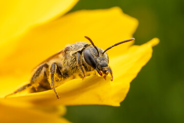Bees collect nectar from chrysanthemum flowers
