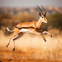 A graceful gazelle leaping effortlessly across the African savannah, its slender legs suspended mid-air