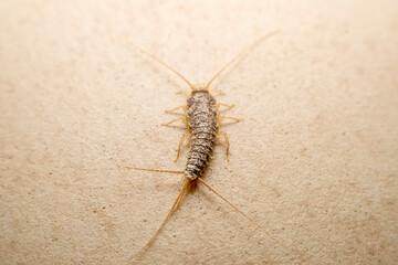 Macro photo of the clotheslish