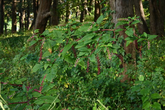 Pokeweed  Inkberry ( Phytolacca americana ) berries. Phytolaccaceae perennial plants. Berries ripen to a black-purple color in early fall. It is a poisonous plant.