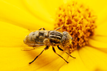 Aphids feed on nectar on yellow flowers