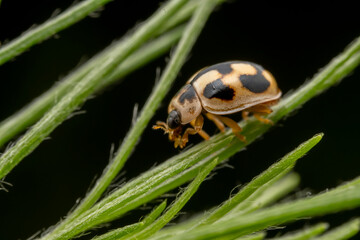 Propylaea japonica inhabit the leaves of wild plants