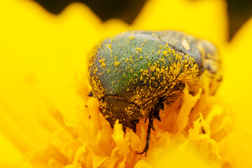 Oxycetonia jucunda Faldermann sucks nectar on yellow flowers