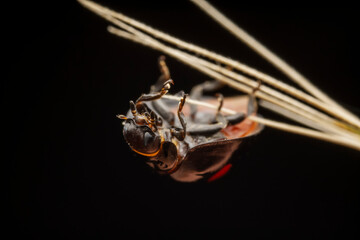 Ladybugs inhabit the leaves of wild plants