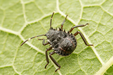 The stinkbug family insects inhabit wild plants