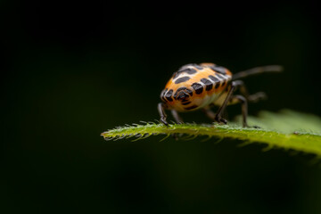 Eurydema dominulus Scopoli inhabit the leaves of wild plants