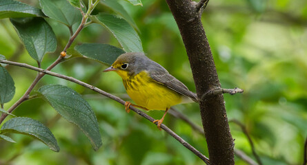 Canada Warbler, Cardellina canadensism Reinita Pechirrayada