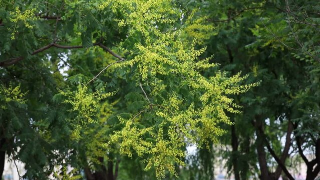 Close up photo of Luan tree flowers