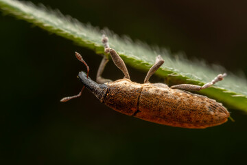 Lixus ochraceus Boheman inhabit the leaves of wild plants