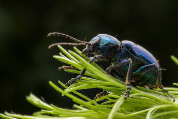 leaf beetle inhabiting on the leaves of wild plants