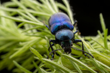 leaf beetle inhabiting on the leaves of wild plants