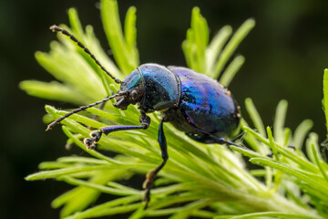 leaf beetle inhabiting on the leaves of wild plants