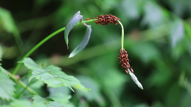 The stinkbug family insects inhabit wild plants