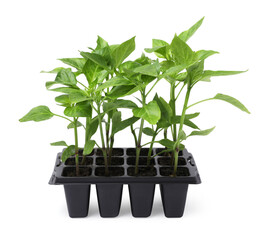 Seedlings growing in plastic container with soil isolated on white. Gardening season