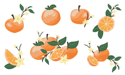 orange fruit illustration with leaf hand drawn arrangement